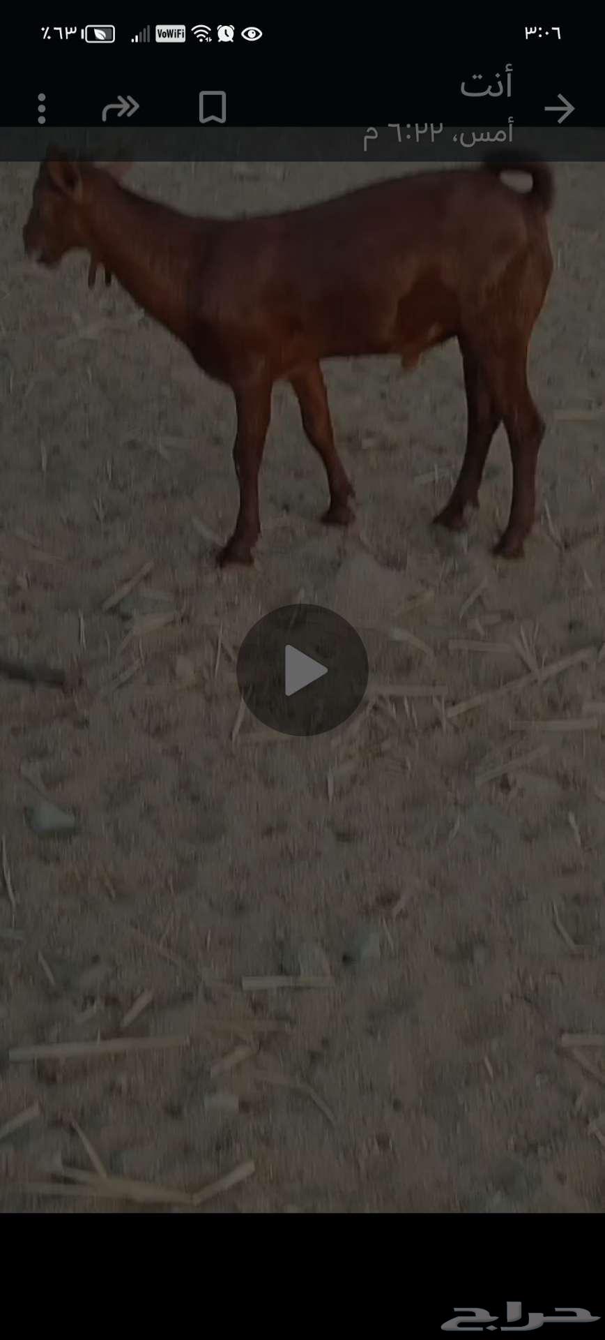 تيوس محايليه للبيع الموقع الحرازات جده64530317985411111