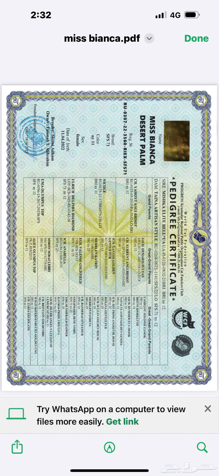 للبيع برتش انثى64528950483075112