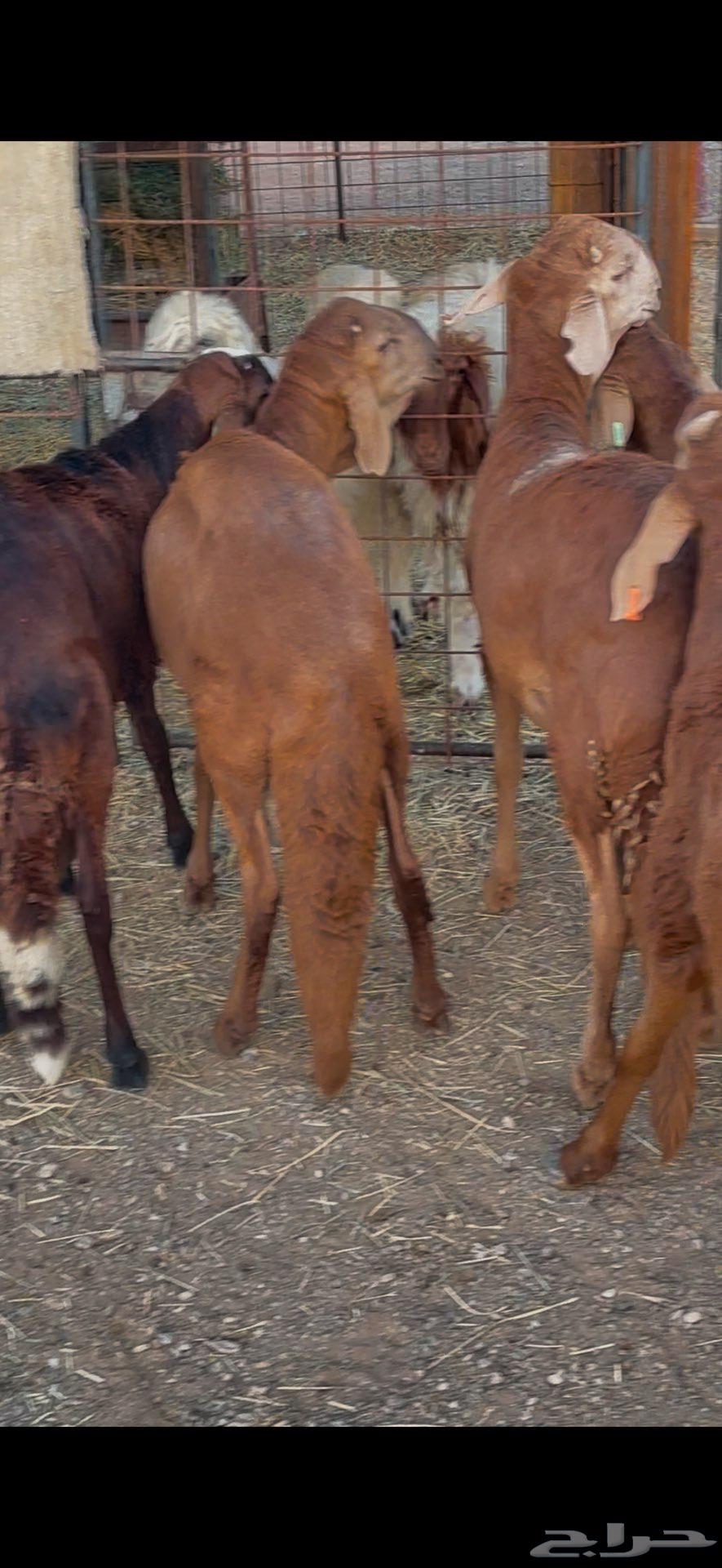 للبيع طليان سواكن مرابي شرط64536460071043111