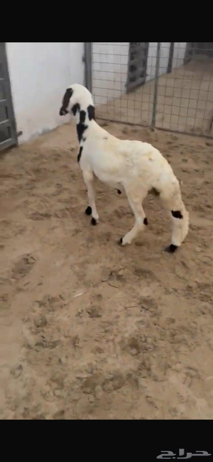 سواكني مرابي عل شعير64532621514497112