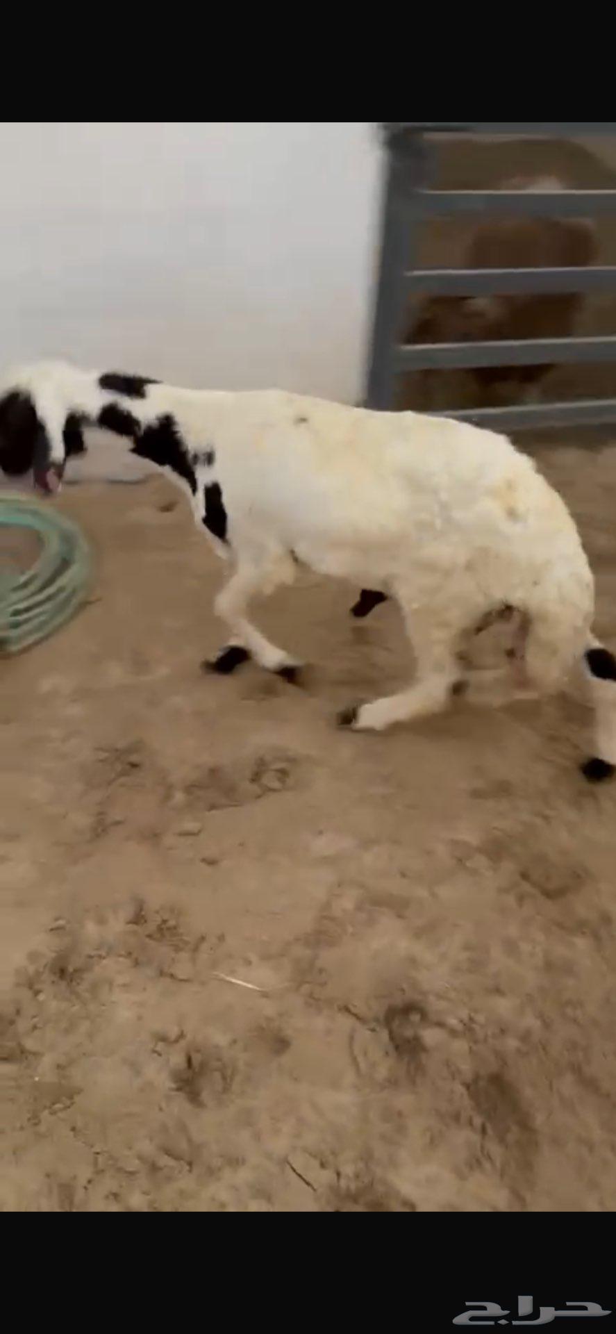 سواكني مرابي عل شعير64532621514497110