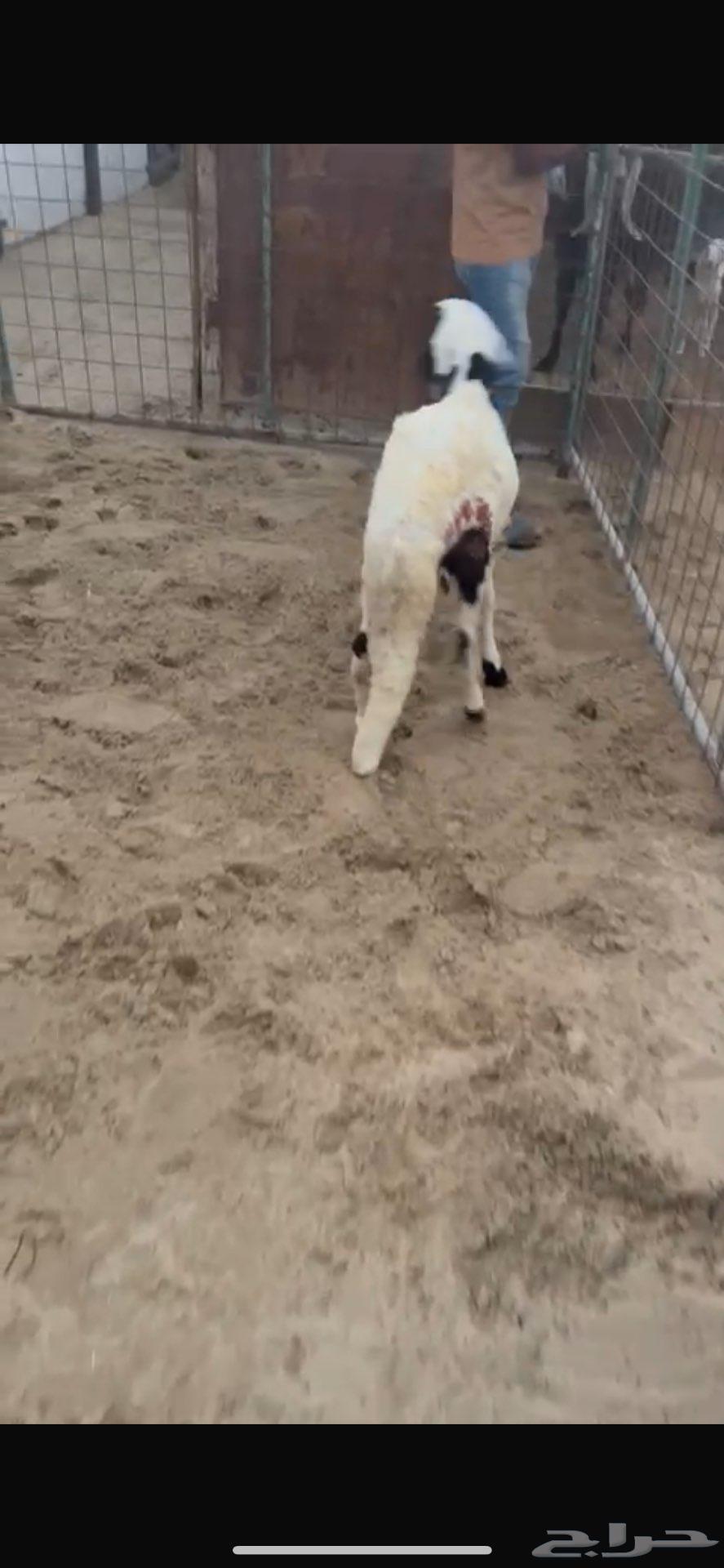 سواكني مرابي عل شعير64532621514497114