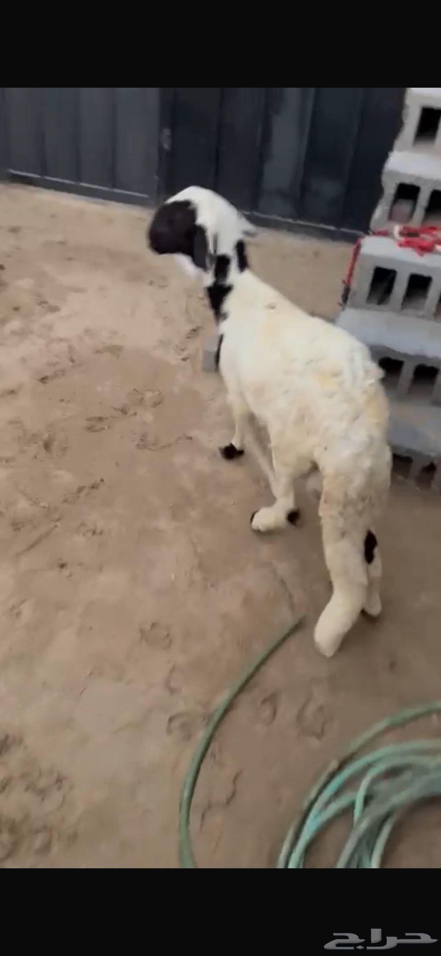 سواكني مرابي عل شعير64532621514497111