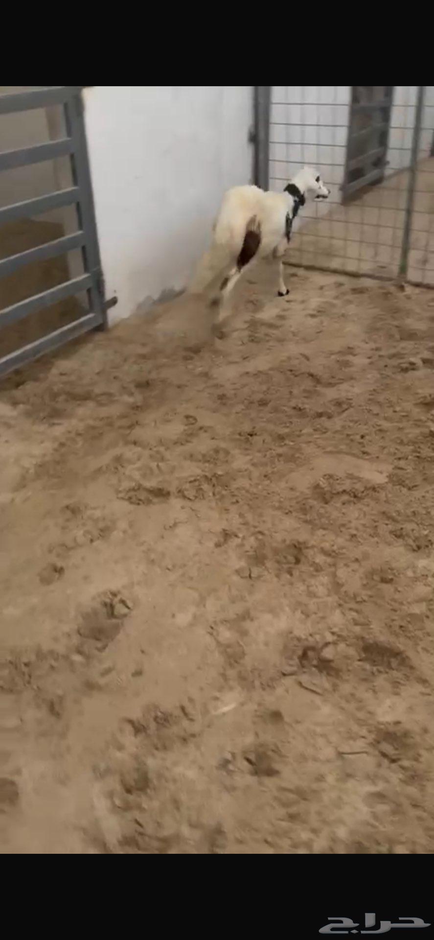 سواكني مرابي عل شعير64532621514497113