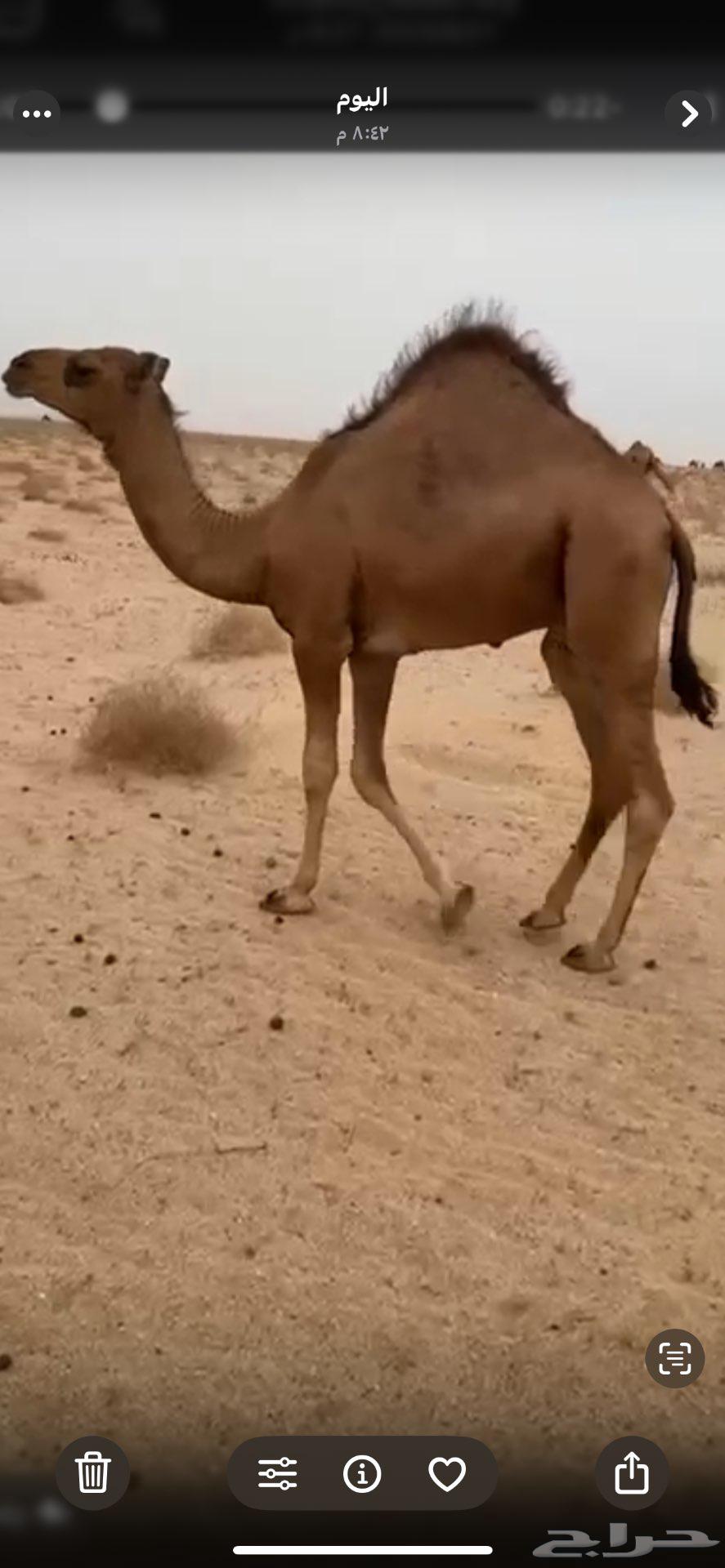 Red seating set for sale64533775873923110