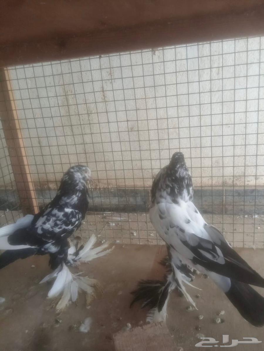 نفاخ أبومريان نفاخ نرويجي64534915441666111