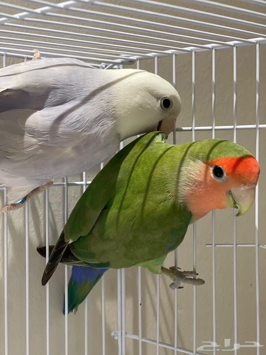 طيور الروز64528739239682110