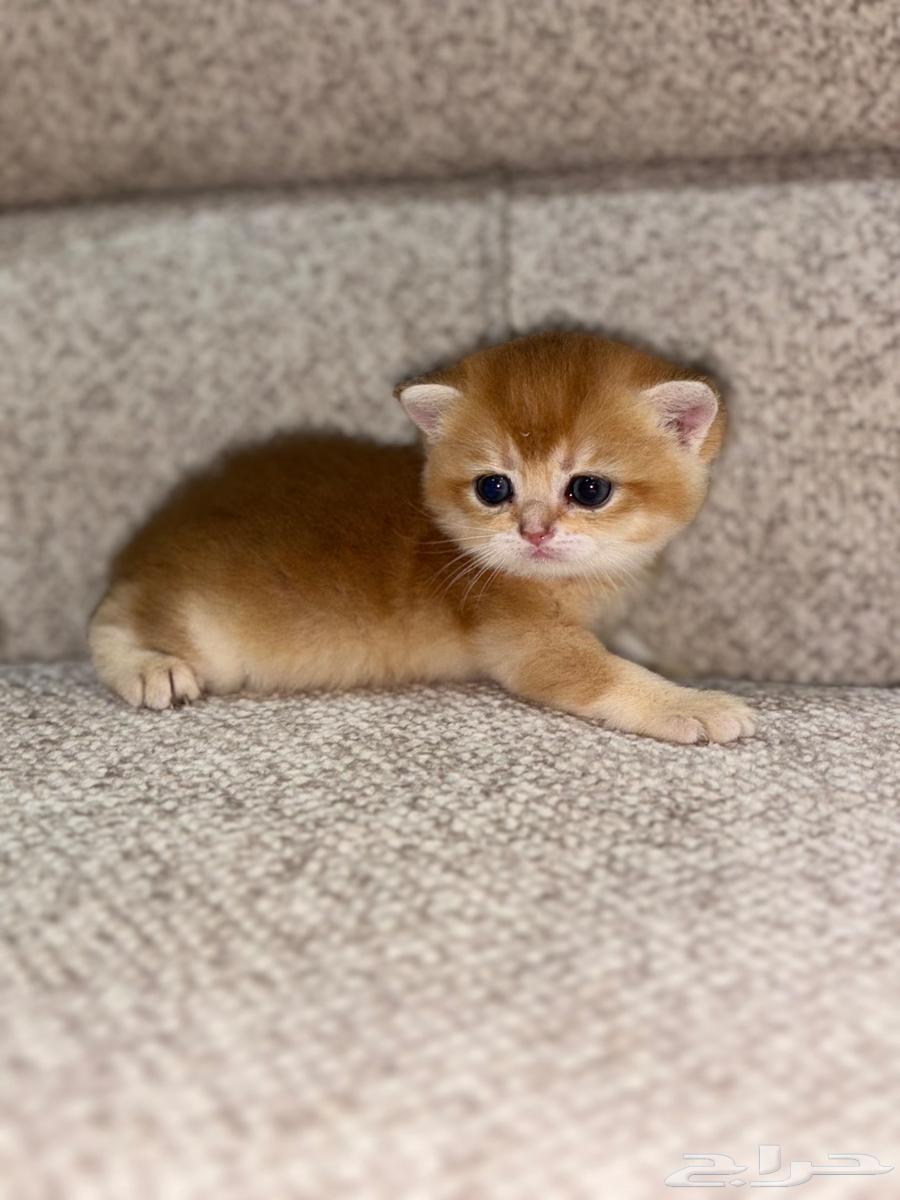 للبيع برتش انثى64528950483075110