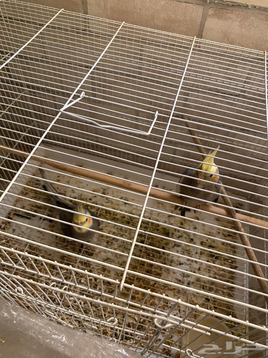 Pair of crows for sale64529548275331111