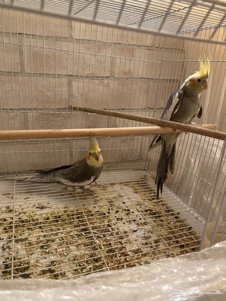 Pair of crows for sale64529548275331110