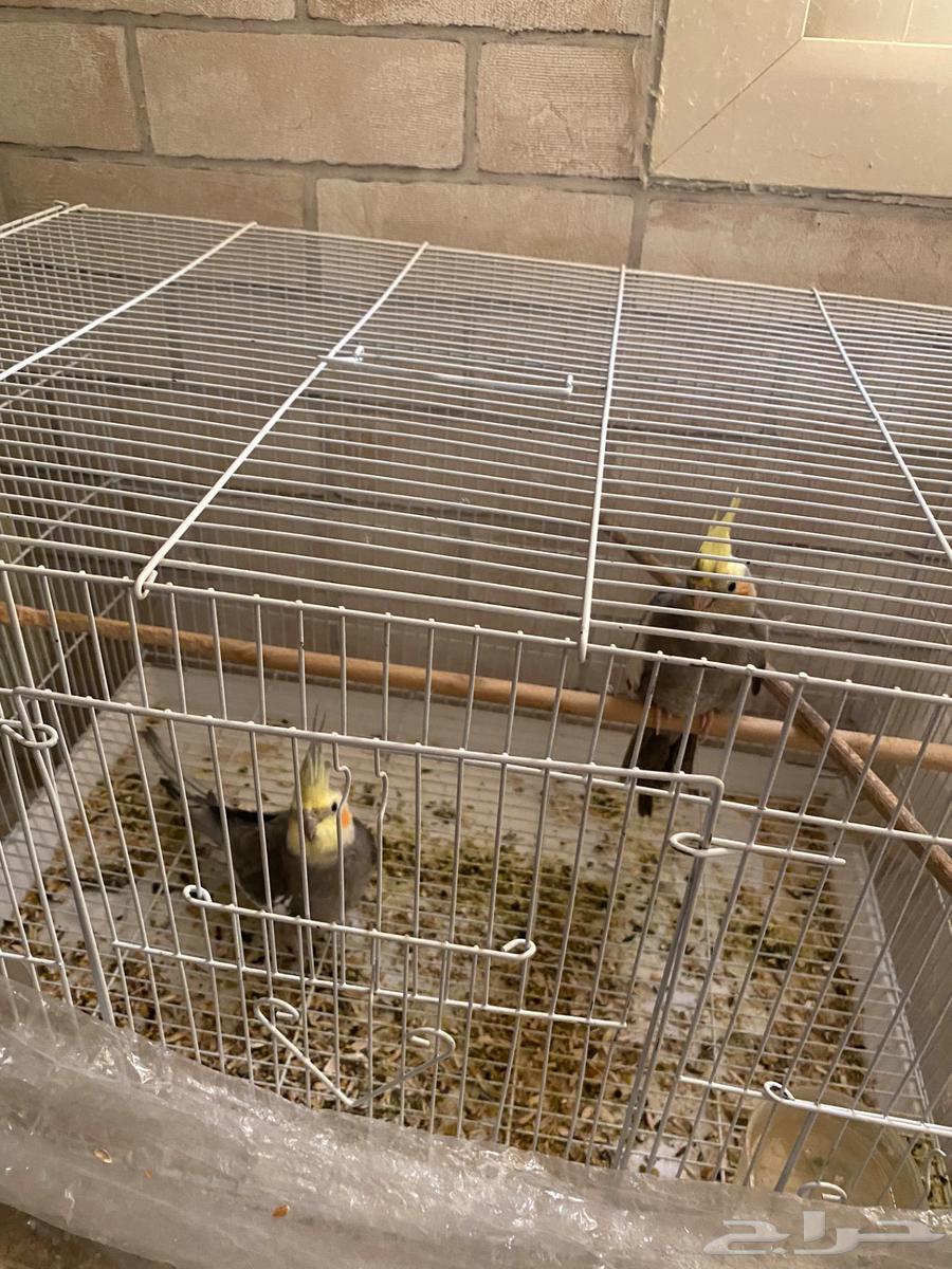 Pair of crows for sale64529548275331112