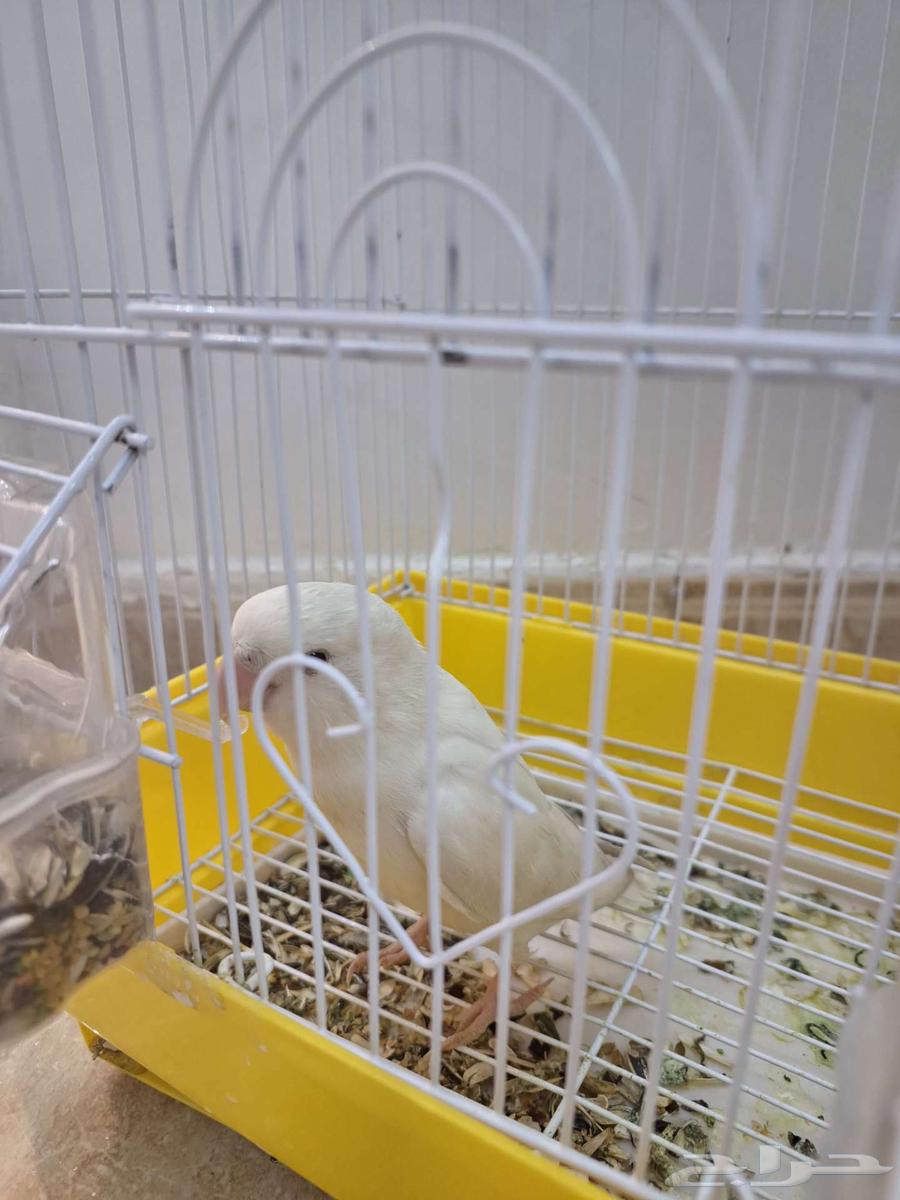 روز للبيع64529980799362110