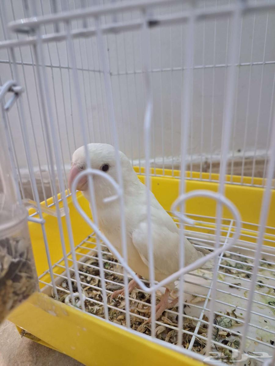 روز للبيع64529980799362111