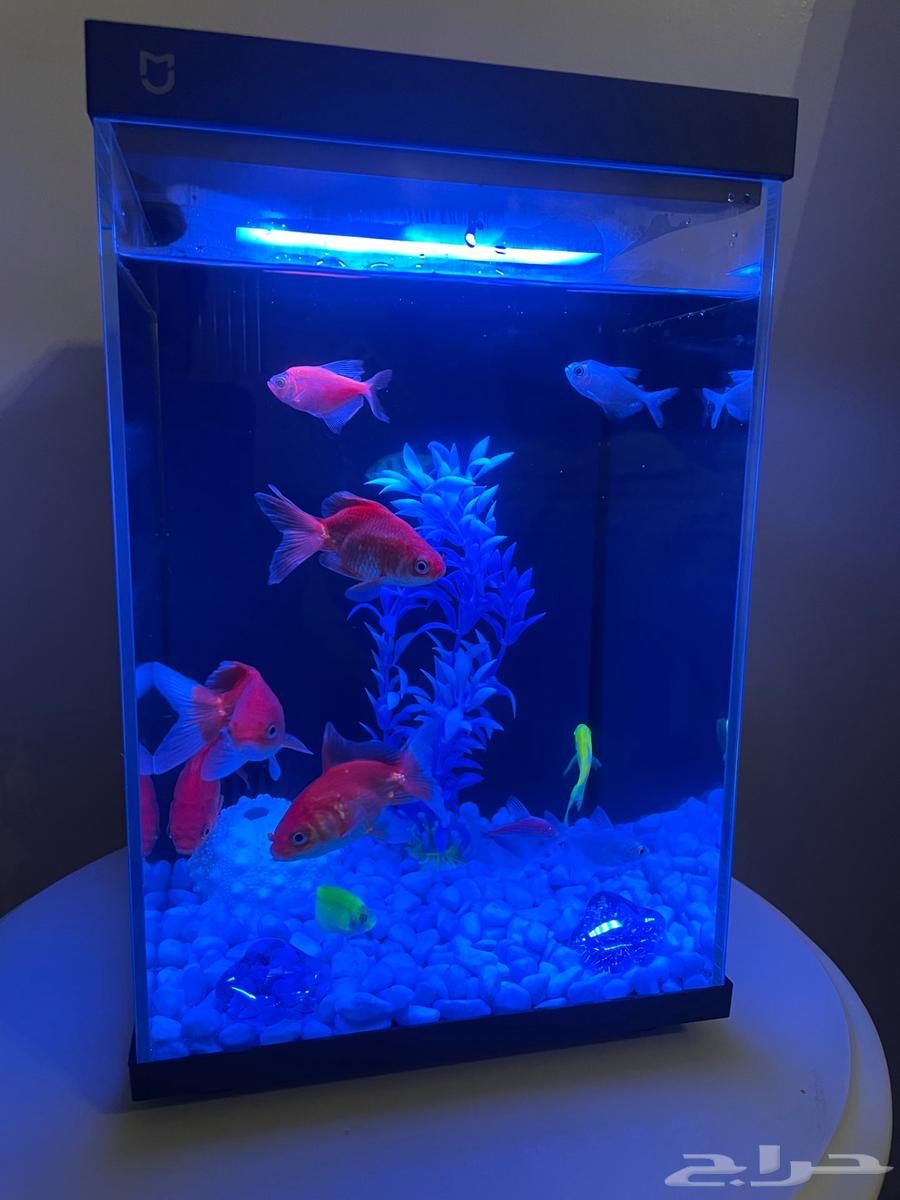 حوض سمك شاومي 10 لتر جديد استخدام يوم فقط64531182136321111