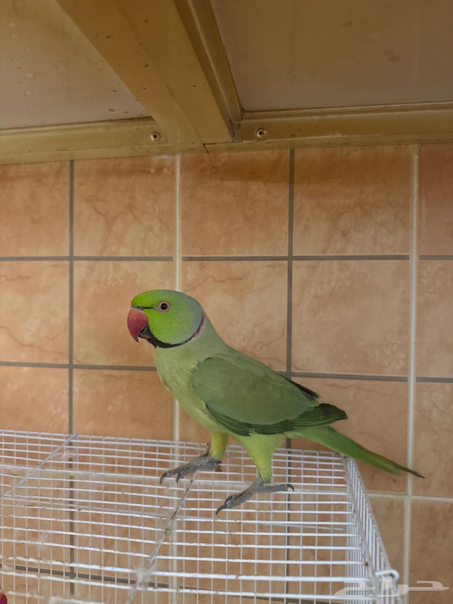 ببغاء ذكر درة مطوق64532071505539110