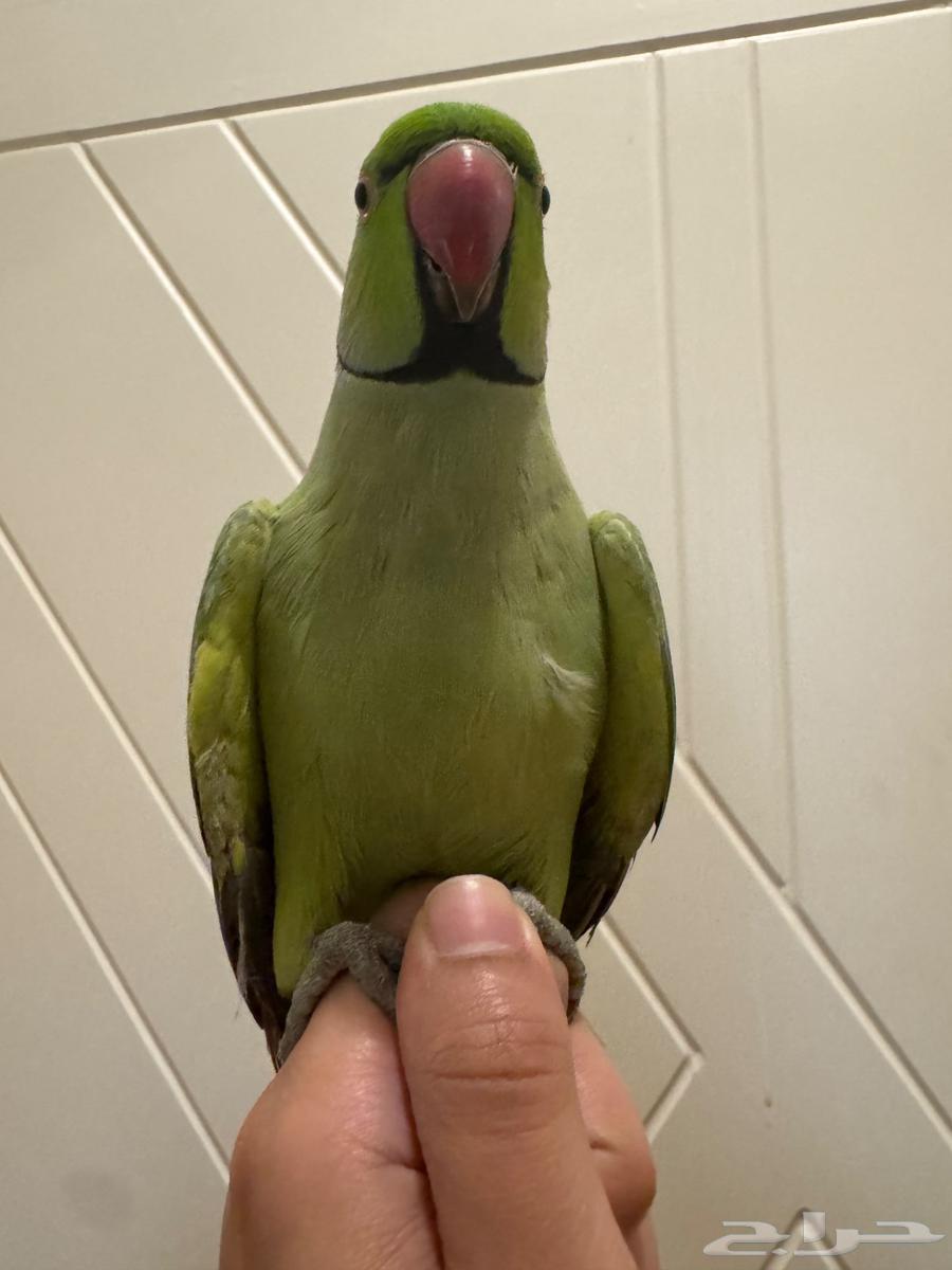 ببغاء ذكر درة مطوق64532071505539112