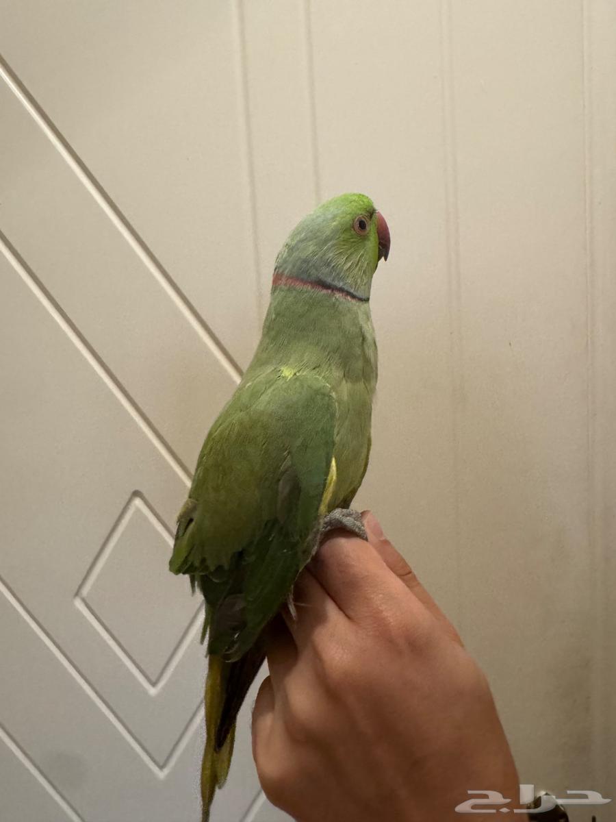 ببغاء ذكر درة مطوق64532071505539113