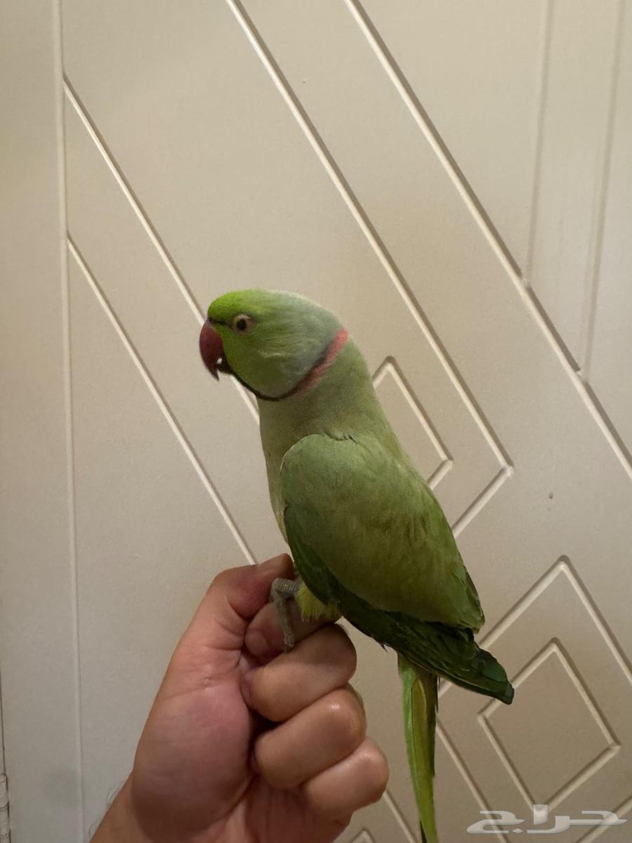 ببغاء ذكر درة مطوق64532071505539111