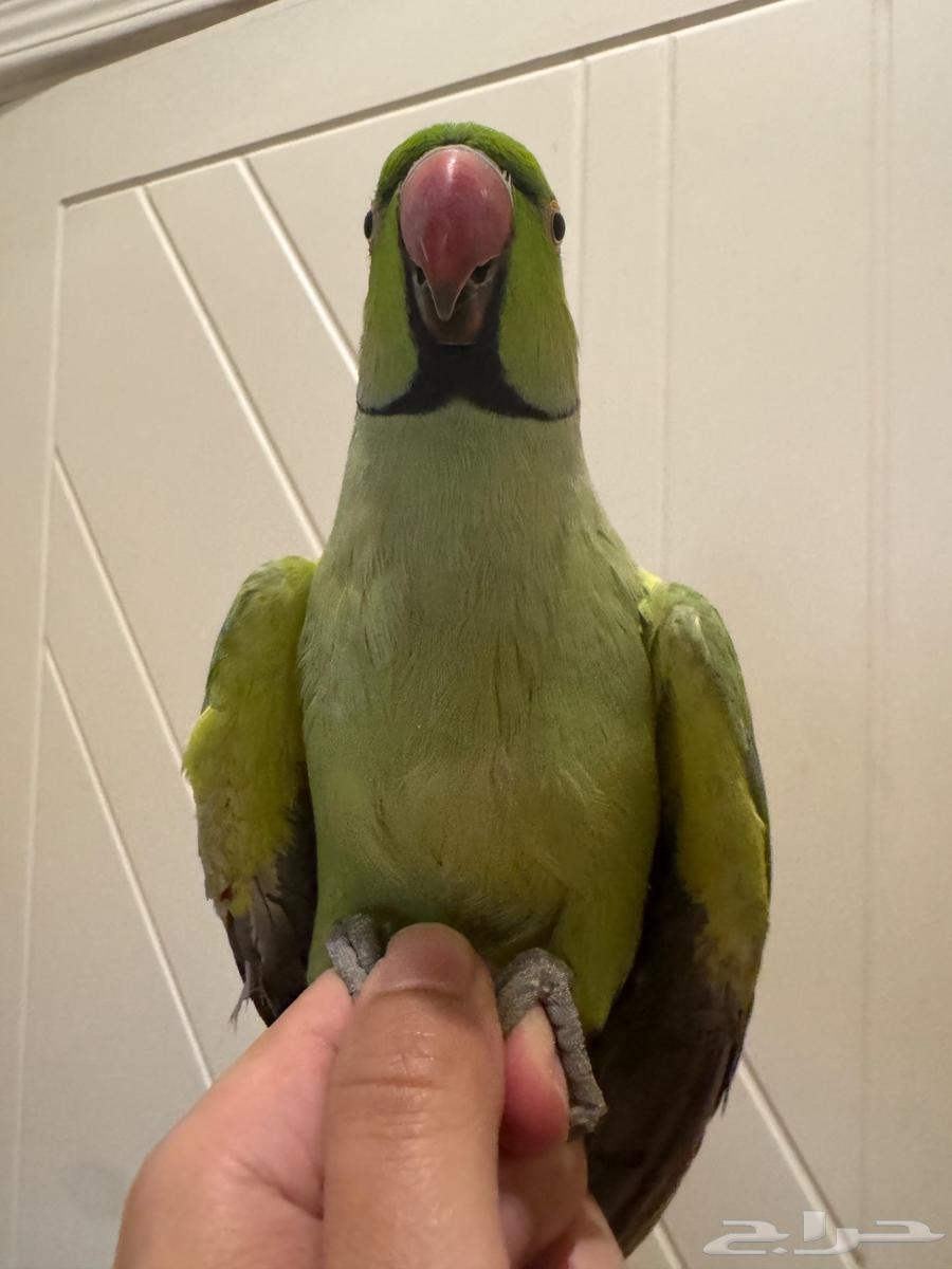 ببغاء ذكر درة مطوق64532071505539114