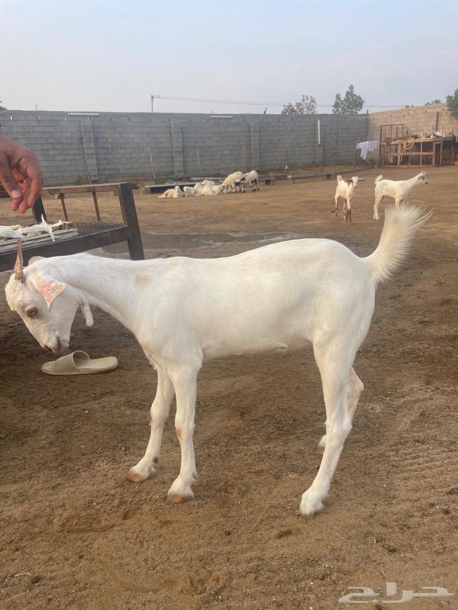 جفرة للبيع العمر 4 شهور   الجفره من ام بيشيه برصا وأب بلدي64532128303489113