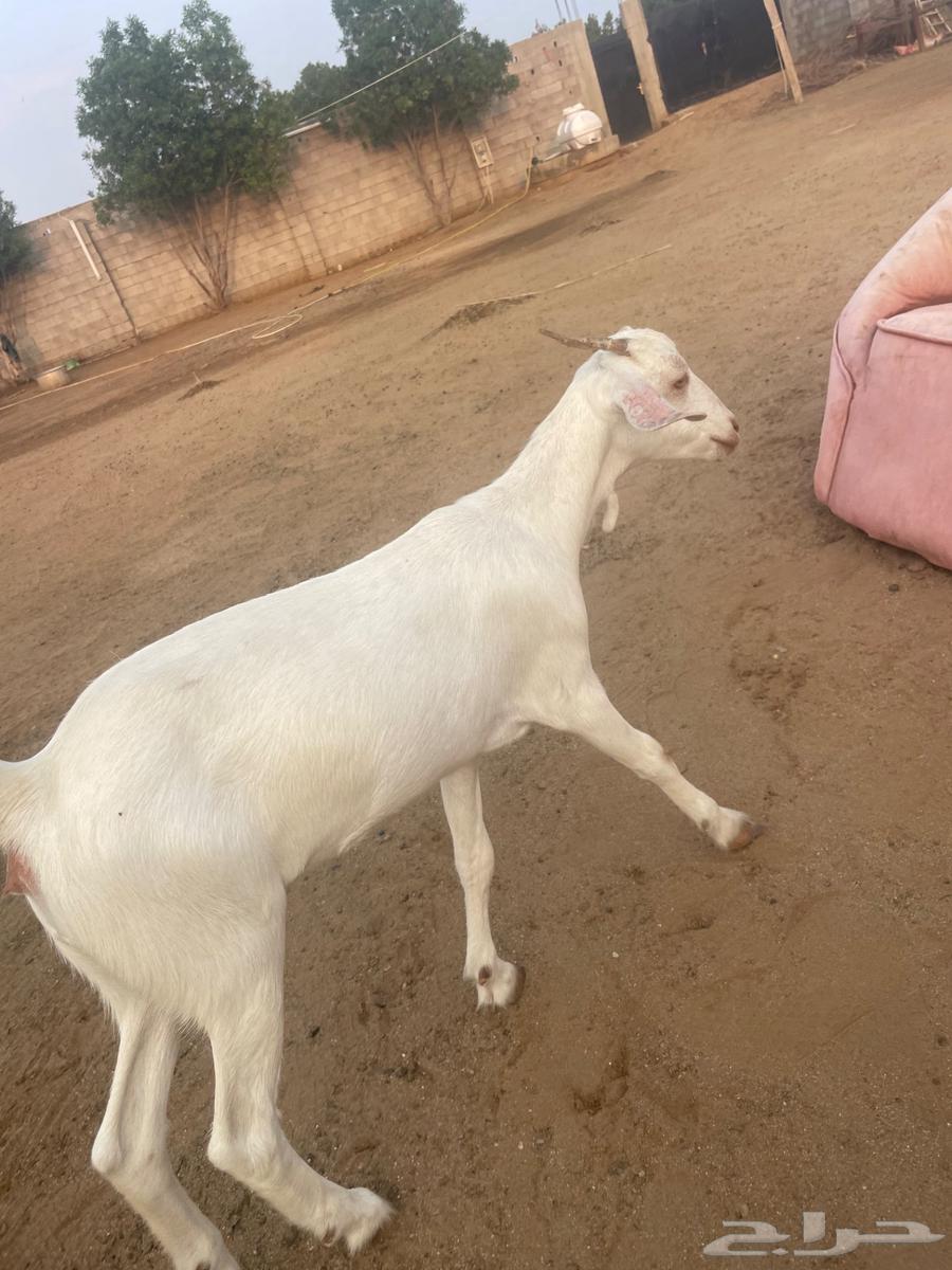 جفرة للبيع العمر 4 شهور   الجفره من ام بيشيه برصا وأب بلدي64532128303489111