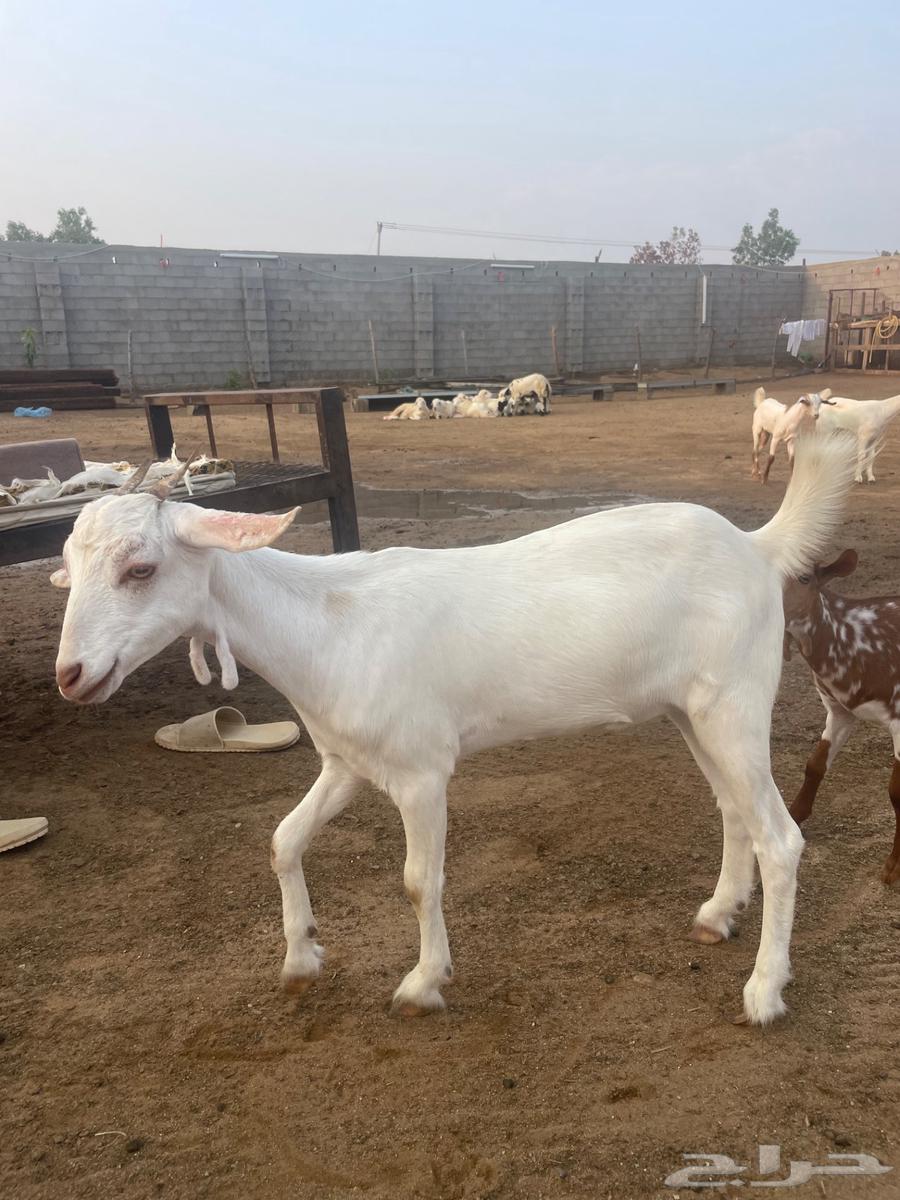 جفرة للبيع العمر 4 شهور   الجفره من ام بيشيه برصا وأب بلدي64532128303489112