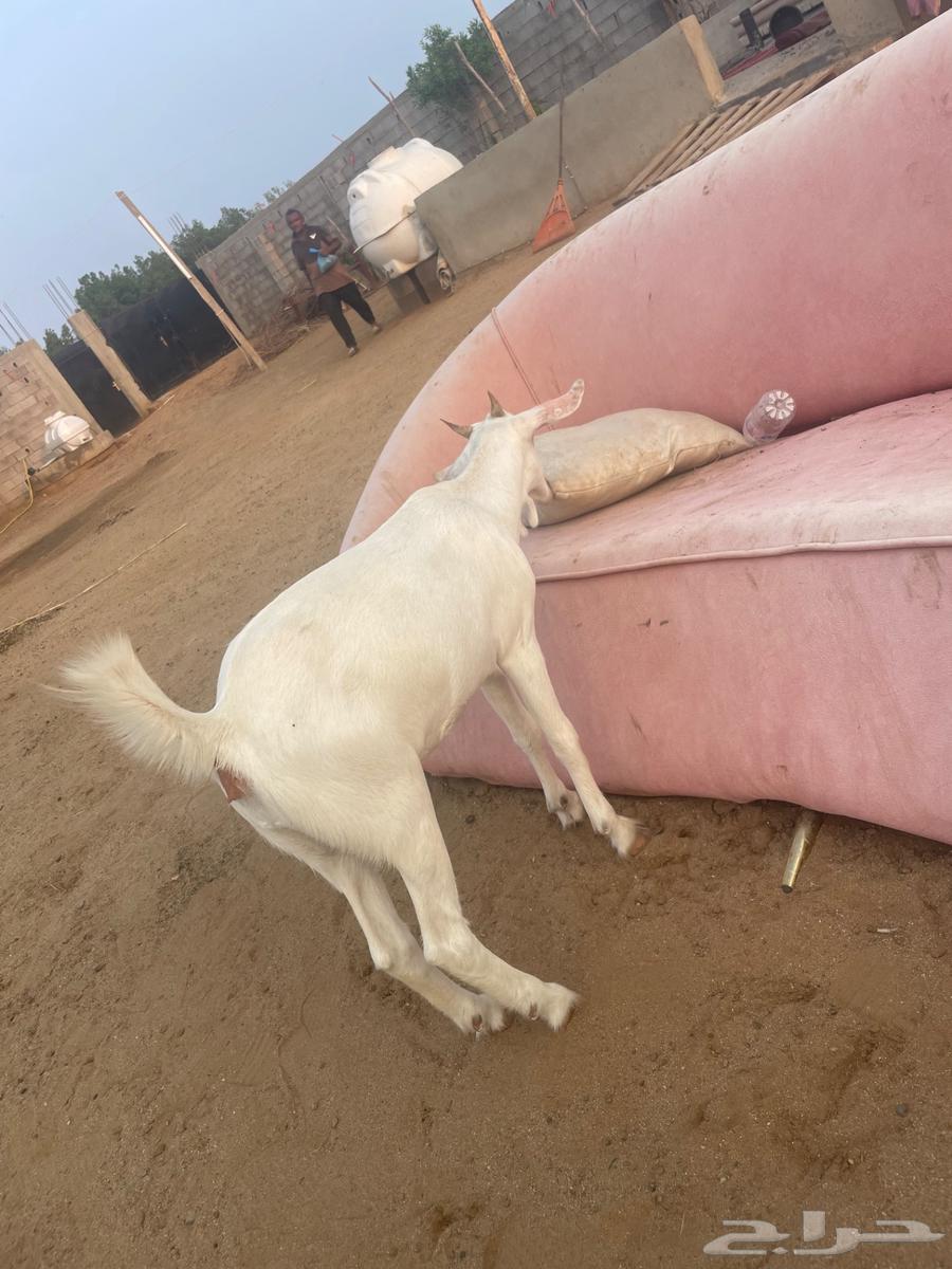 جفرة للبيع العمر 4 شهور   الجفره من ام بيشيه برصا وأب بلدي64532128303489110