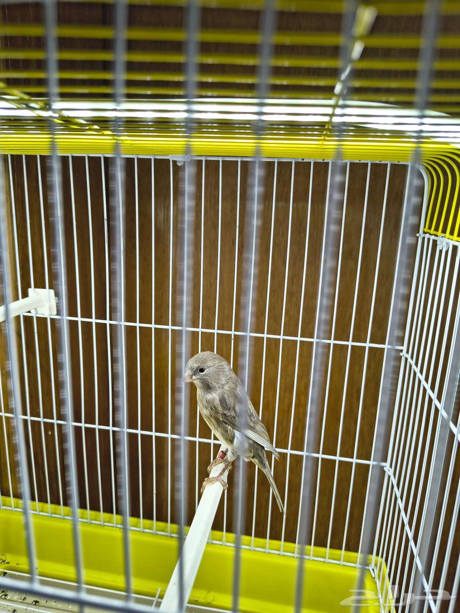 للبيع ذكور كناري جاهزين64532932339074112