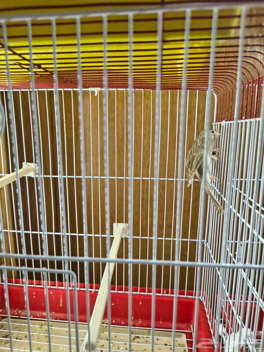 للبيع ذكور كناري جاهزين64532932339074111