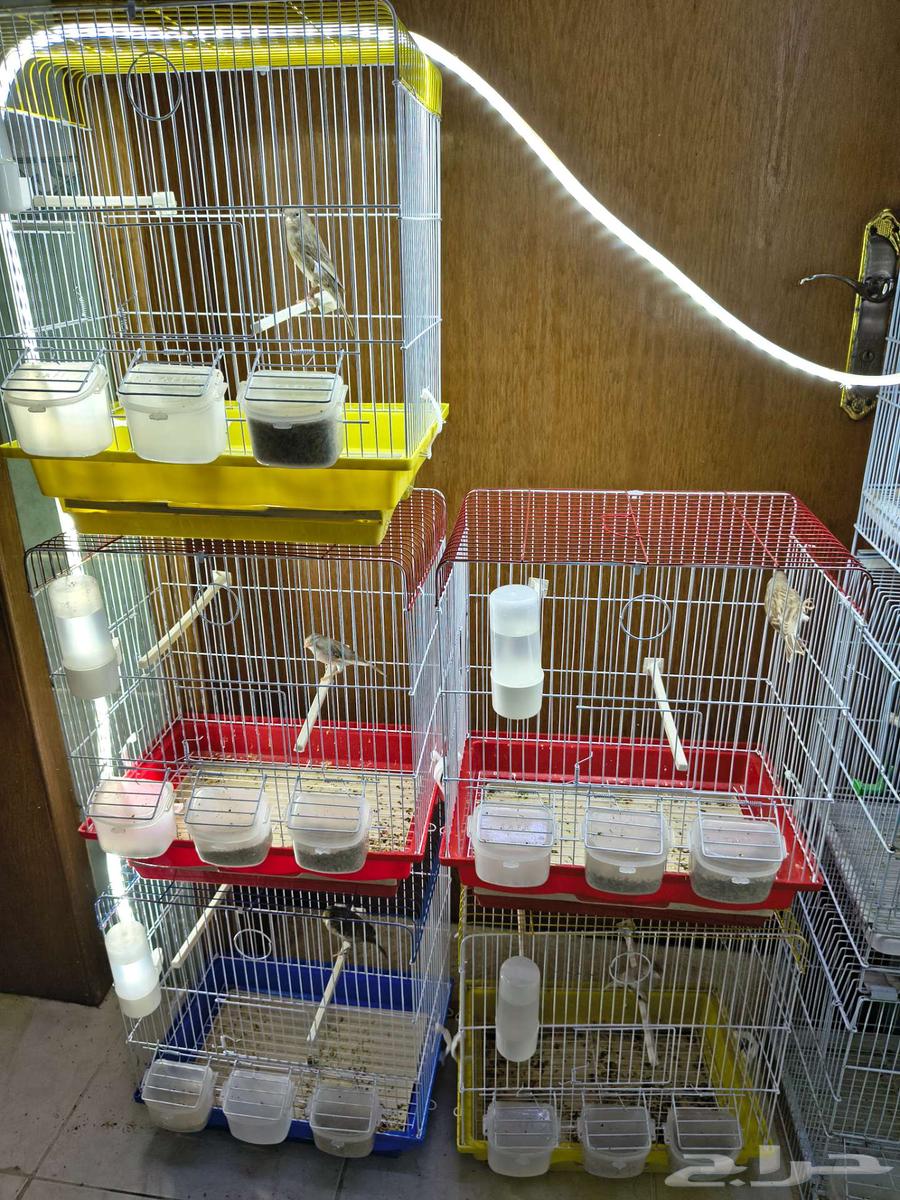 للبيع ذكور كناري جاهزين64532932339074110