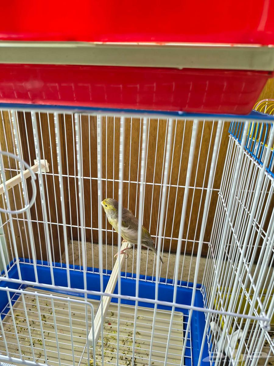 للبيع ذكور كناري جاهزين64532932339074113