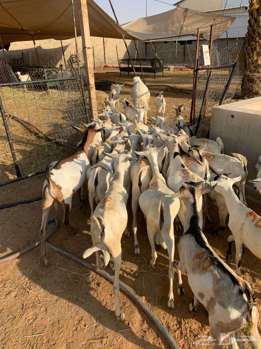 Bucks, Does, and Bucks Ready—Find Everything You Need at Our Farms64533090511875110