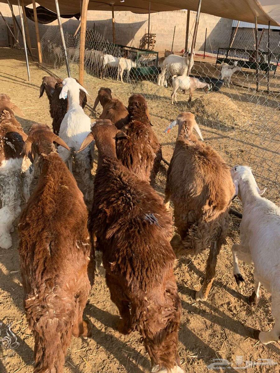 Bucks, Does, and Bucks Ready—Find Everything You Need at Our Farms64533090511875111