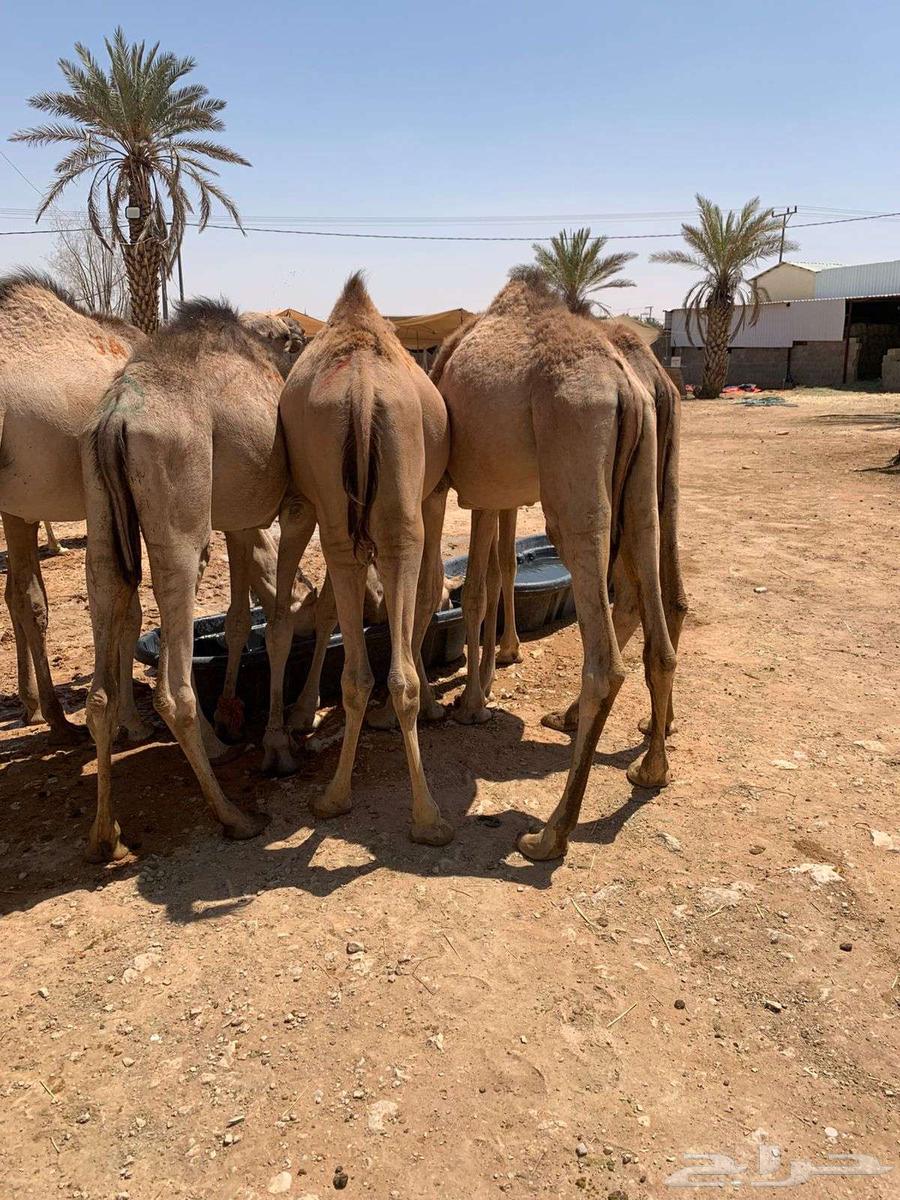 Bucks, Does, and Bucks Ready—Find Everything You Need at Our Farms64533090511875112