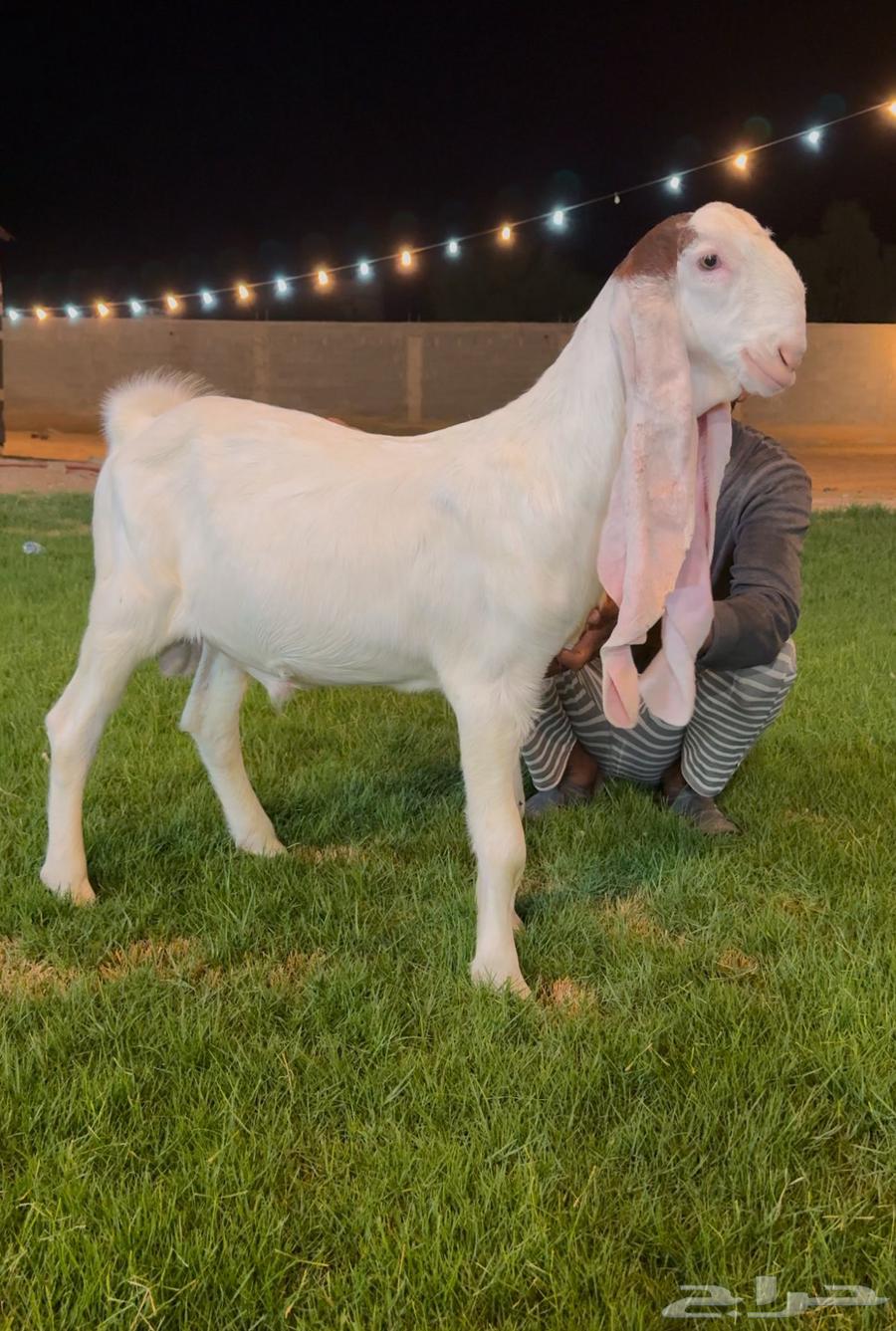 تم البيع جفر هولندي مشروع فحل ابيض64536014811265110