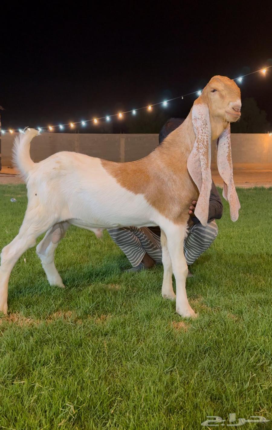 تم البيع جفر هولندي مشروع فحل لاهل الزبن64534244636675112