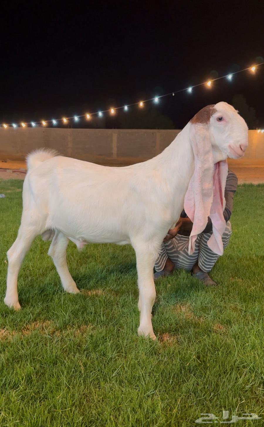 تم البيع جفر هولندي مشروع فحل ابيض64536014811265111