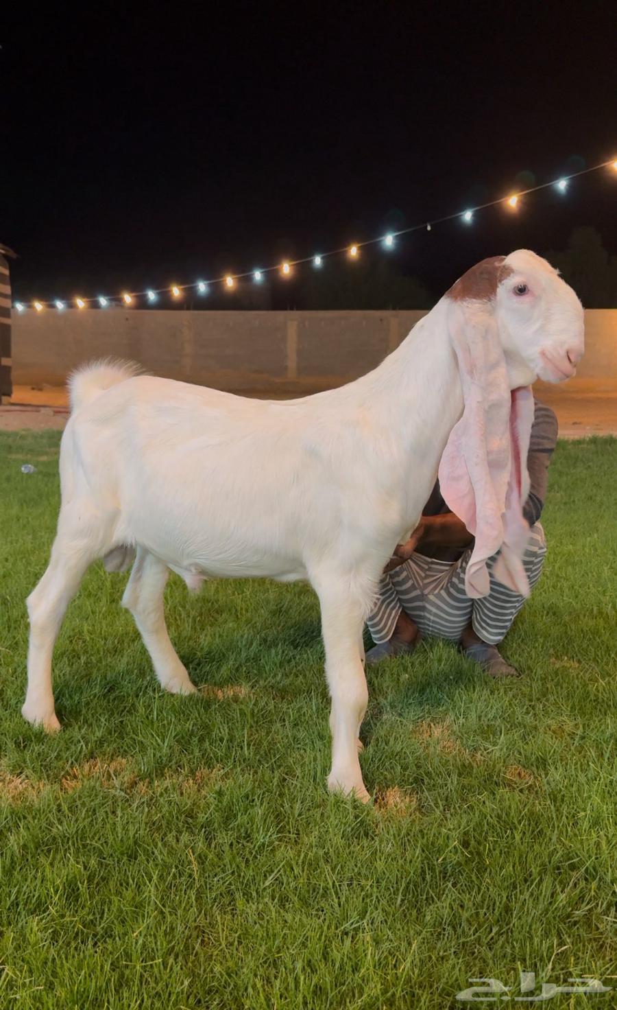 تم البيع جفر هولندي مشروع فحل ابيض64536014811265112