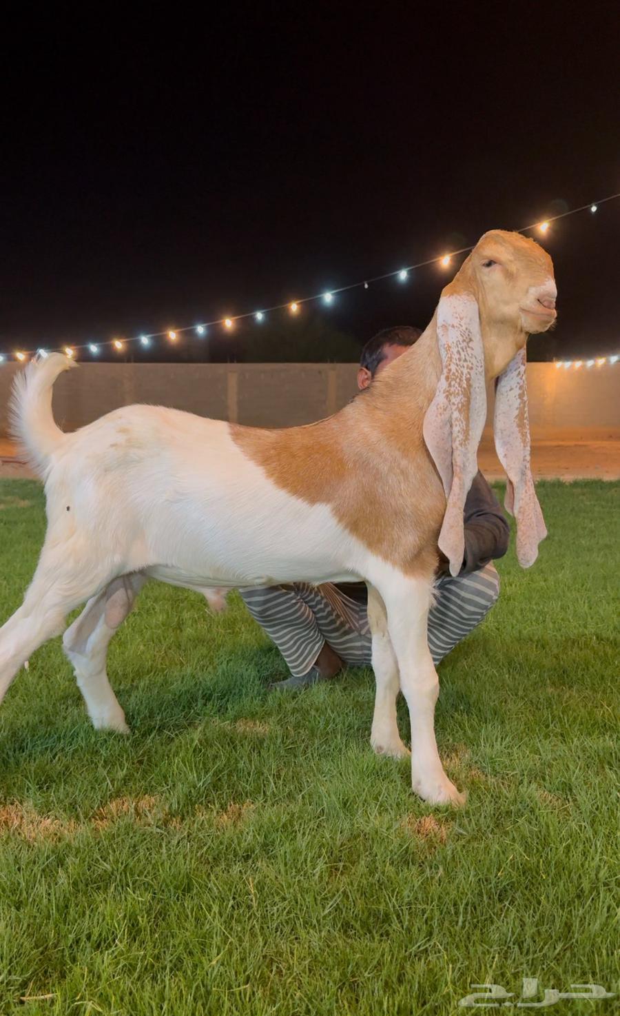 تم البيع جفر هولندي مشروع فحل لاهل الزبن64534244636675113