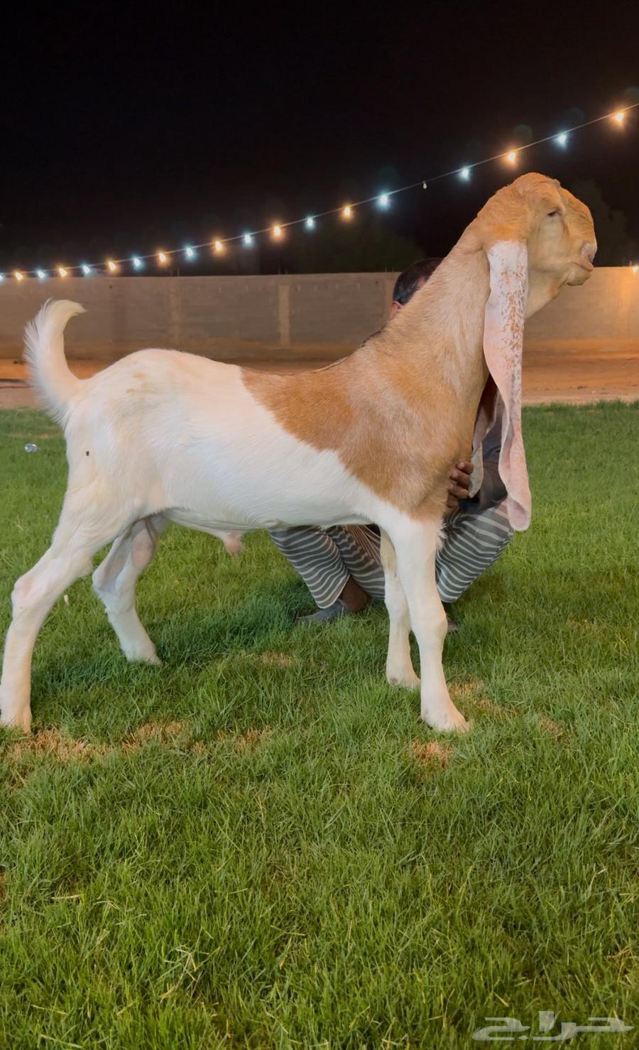 تم البيع جفر هولندي مشروع فحل لاهل الزبن64534244636675111