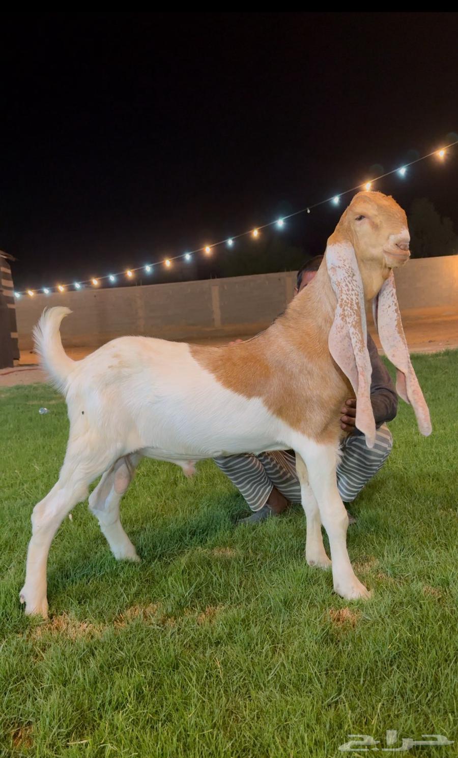 تم البيع جفر هولندي مشروع فحل لاهل الزبن64534244636675114