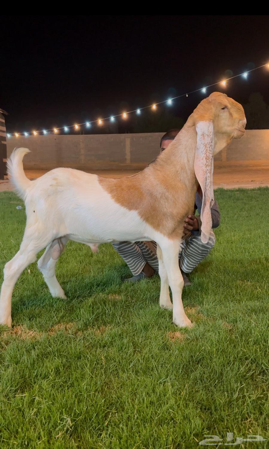 تم البيع جفر هولندي مشروع فحل لاهل الزبن64534244636675110