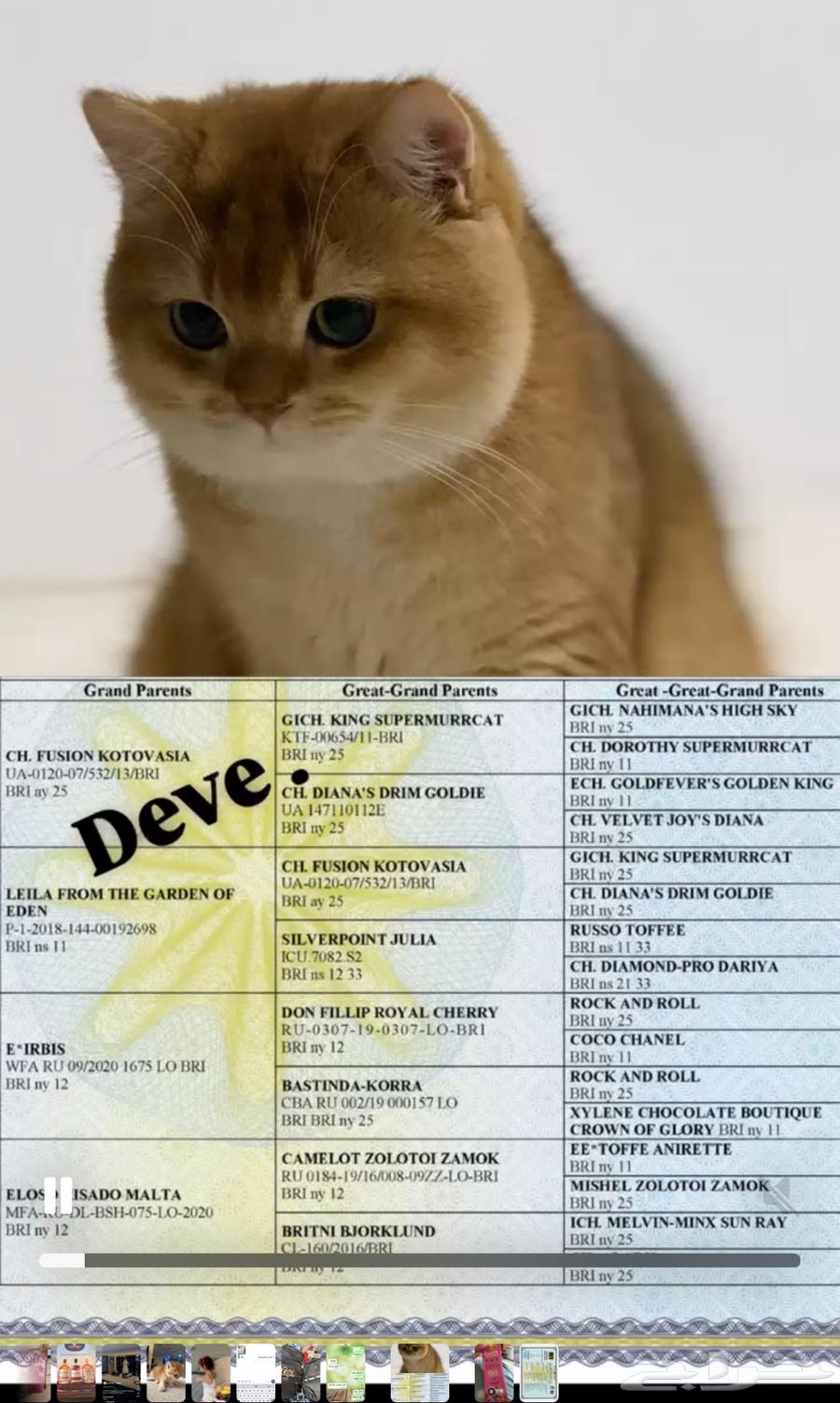 للبيع برتش انثى64528950483075111