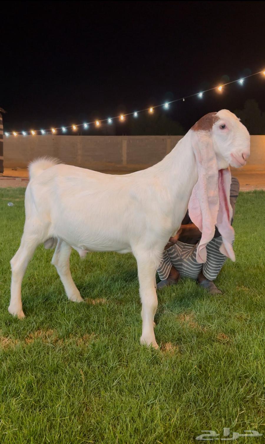 تم البيع جفر هولندي مشروع فحل ابيض64536014811265113