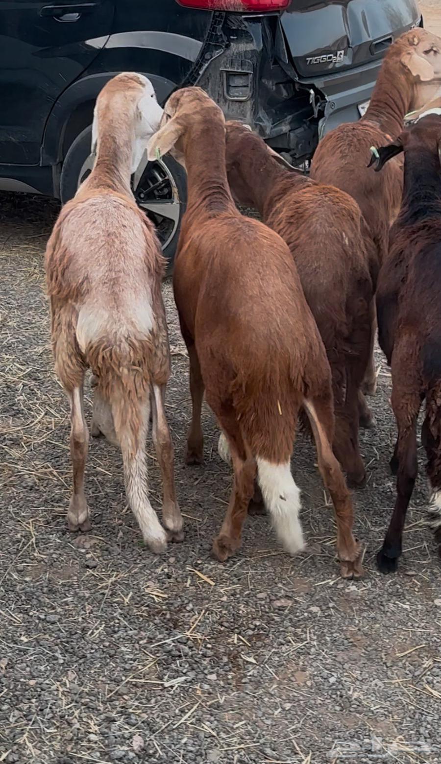 للبيع طليان سواكن مرابي شرط64536460071043110