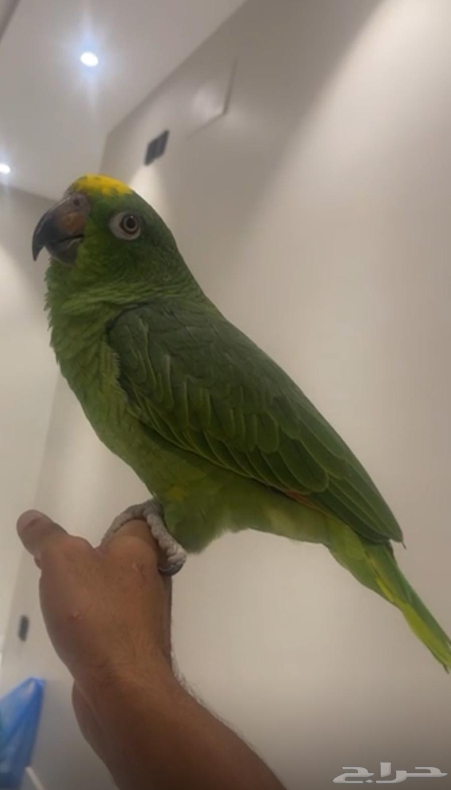 لبيع يلوكروان64529121837827111