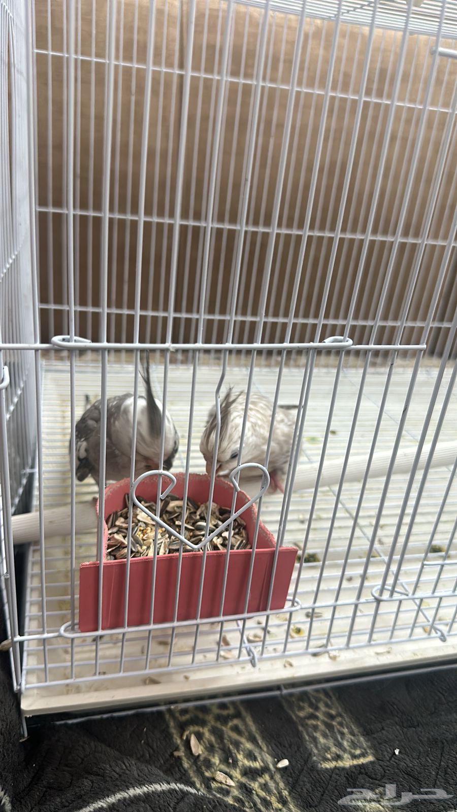 طيور كروان للبيع64535778858625110