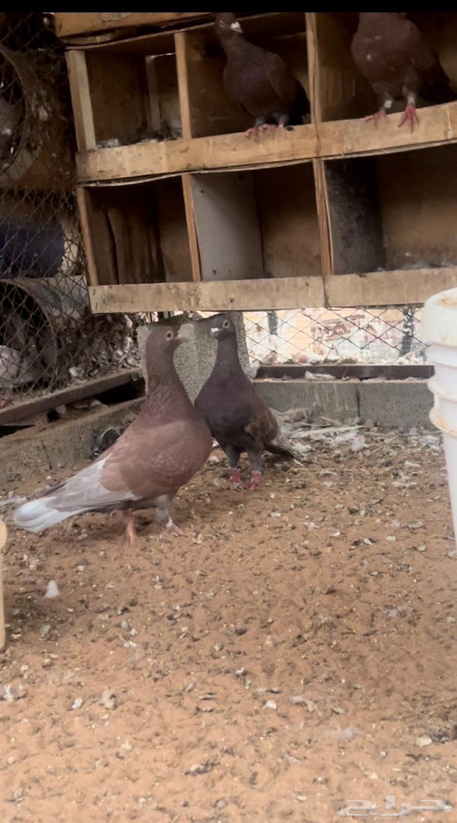 زاجل احمر فاخر مستوى وجروم توب. (( تم البيع))64526954619138110