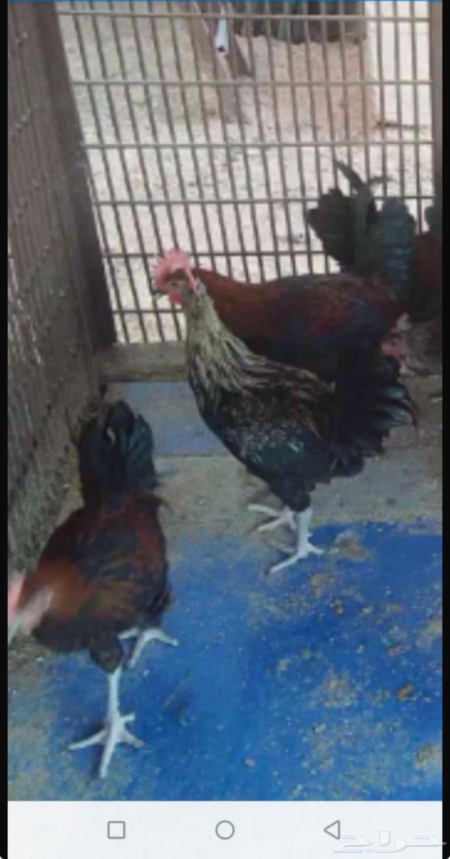 ديوك للبيع عدد 2064535442657411110