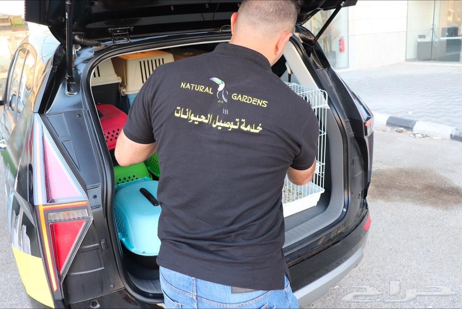 شانشيلا جميع الالوان64530997185155114